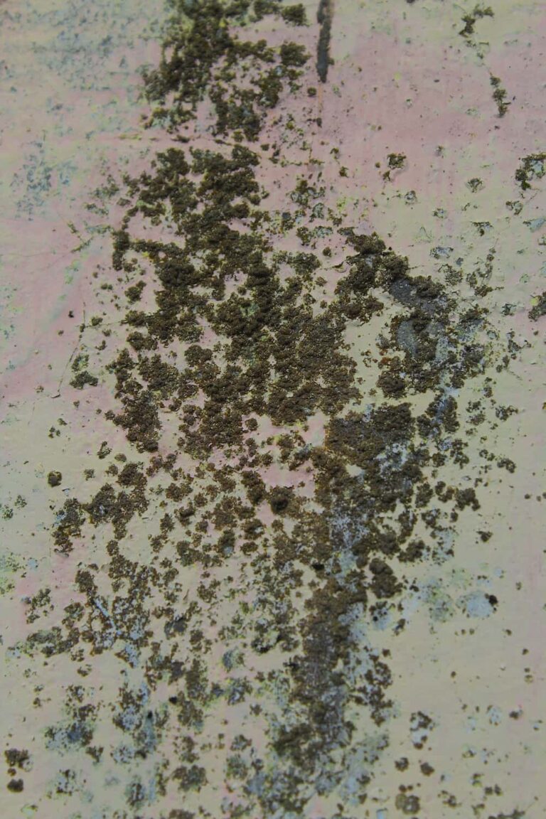 Eliminate and Prevent Stucco Wall Mold