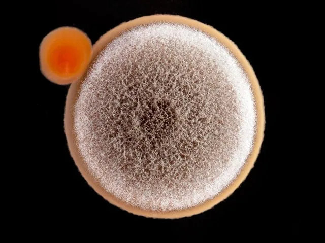 a closeup of a mold (Aspergillus niger) , and bacterial (Staphylococcus aureus) colony on an agar plate.