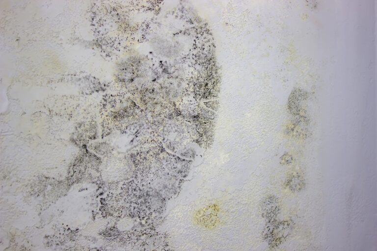 black mold on the wall. Fungus on the wall after the flooding of the house.