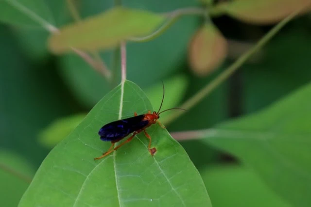 A close-up of a Rusty Spider Wasp perched on a green leaf