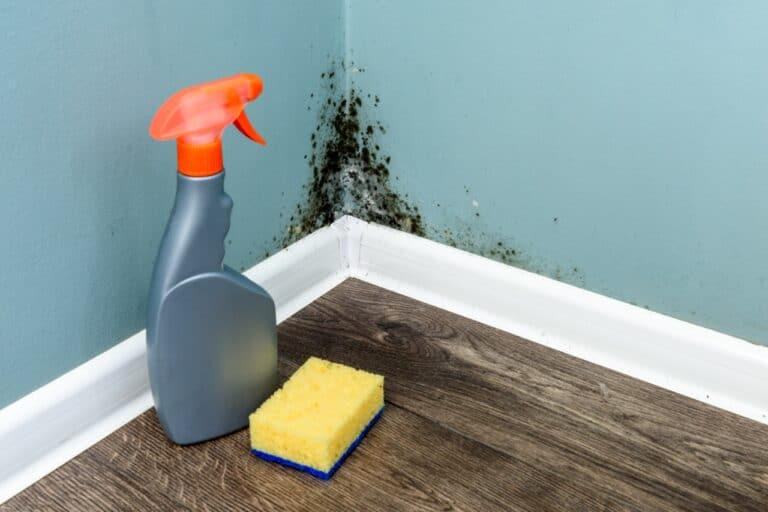 Spray bottle and sponge near black mould wall. House cleaning concept