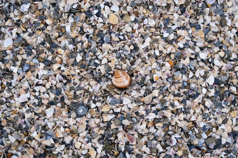 Compare concrete, pavers, and crushed sea shell driveways.